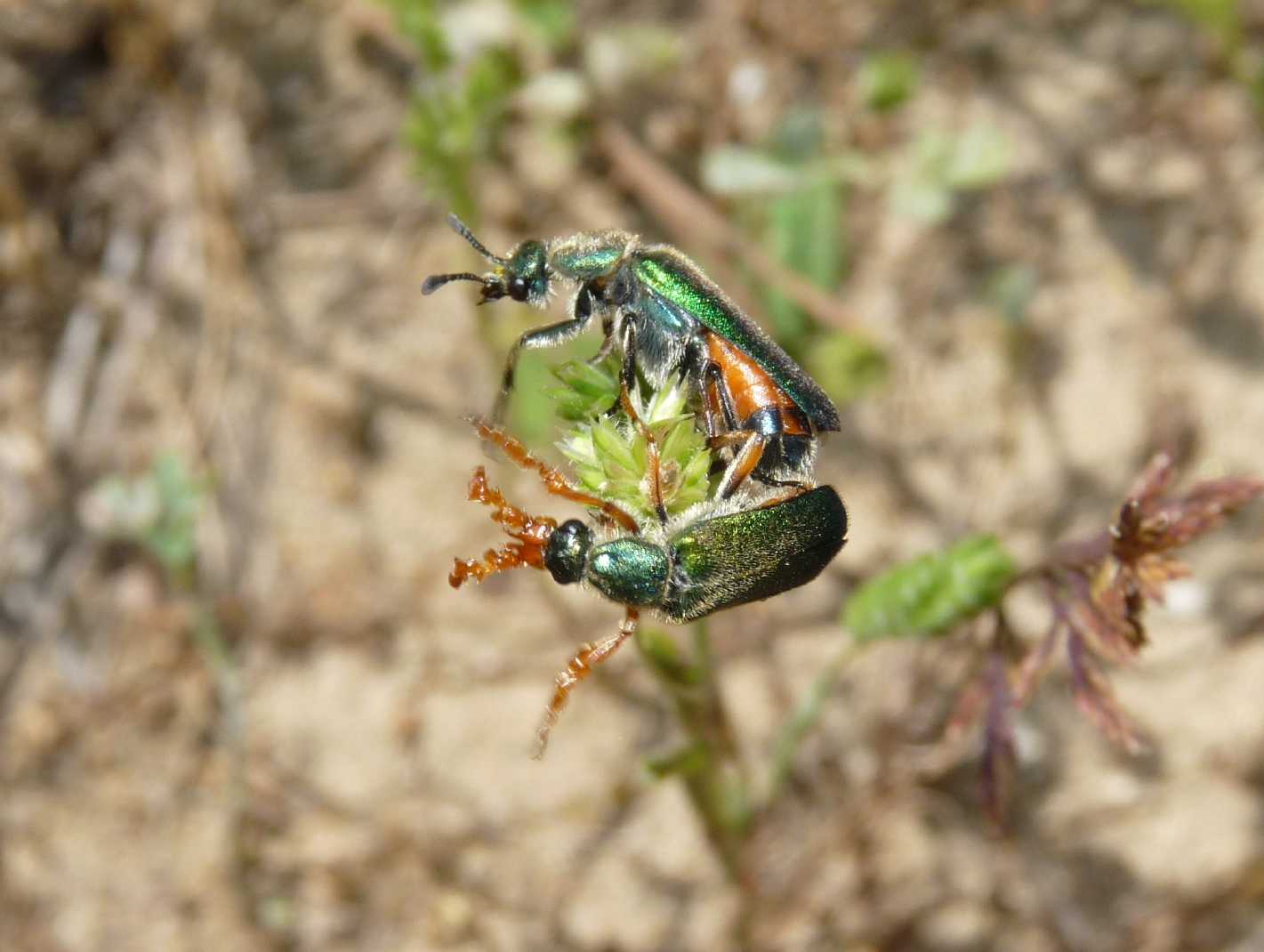 Coleoptera bello e bizzarro: Cerocoma schreberi (Meloidae)